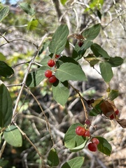 Lonicera tatarica