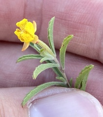 Oenothera serrulata