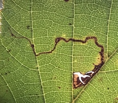 Stigmella betulicola