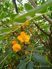 Senna multiglandulosa