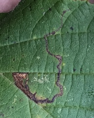 Stigmella betulicola