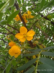 Senna multiglandulosa