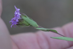 Symphyotrichum pratense