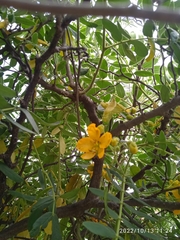 Senna multiglandulosa