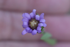 Symphyotrichum pratense