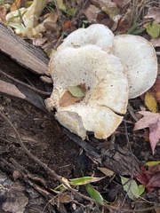 Pleurotus levis