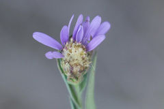 Symphyotrichum pratense