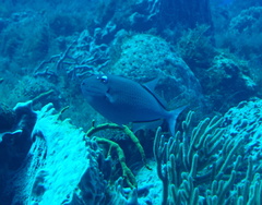 Xanthichthys ringens