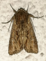 Mniotype occidentalis