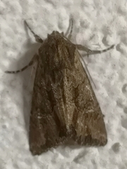 Mniotype occidentalis