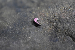 Microphotus angustus