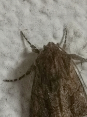 Mniotype occidentalis