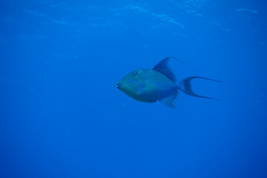Balistes vetula