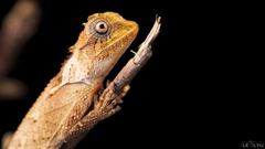 Acanthosaura lepidogaster