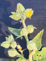 Allowissadula lozanoi