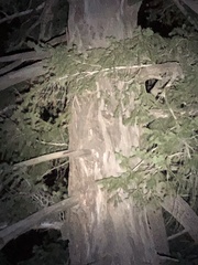 Pseudotsuga macrocarpa