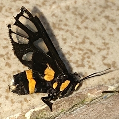 Amata sperbius