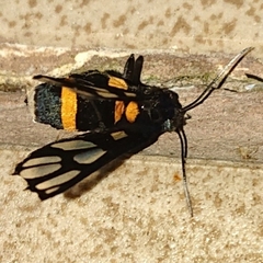 Amata sperbius