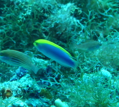 Halichoeres cyanocephalus
