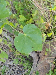 Allowissadula lozanoi