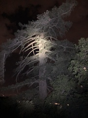 Pseudotsuga macrocarpa