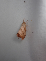 Drepana bilineata