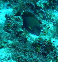 Acanthurus tractus