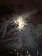 Pseudotsuga macrocarpa