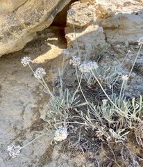 Eriogonum pauciflorum