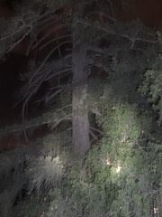 Pseudotsuga macrocarpa