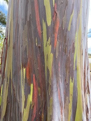 Eucalyptus deglupta