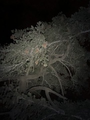 Pseudotsuga macrocarpa