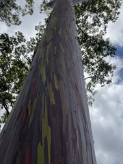 Eucalyptus deglupta