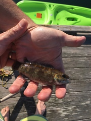 Tautogolabrus adspersus