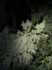 Pseudotsuga macrocarpa