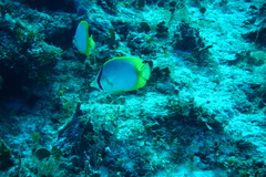 Chaetodon ocellatus