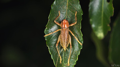 Ocellarnaca