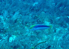 Halichoeres cyanocephalus
