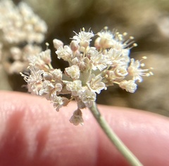 Eriogonum pauciflorum