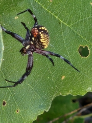 Neoscona oaxacensis