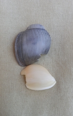 Semicassis semigranosa