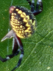 Neoscona oaxacensis