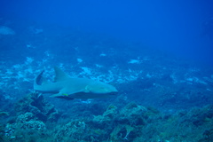 Ginglymostoma cirratum
