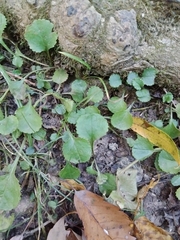 Packera obovata