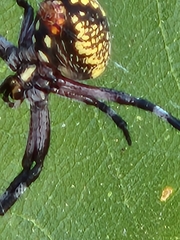 Neoscona oaxacensis