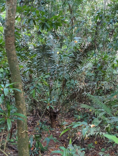 Image of Lepidozamia hopei by (c) Tom Field, some rights reserved (CC BY)