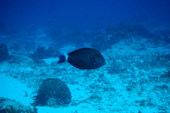 Acanthurus chirurgus
