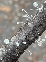 Mycena tenerrima