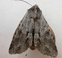 Ichneutica ustistriga