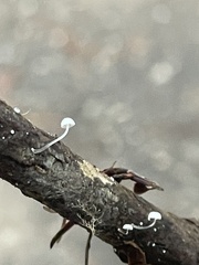 Mycena tenerrima
